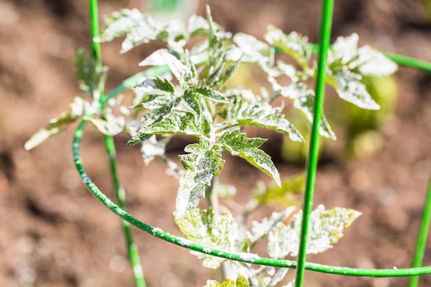 Tomate bedeckt mit weißem Bio-Pulver, um Pflanzen vor Ungeziefer zu schützen.