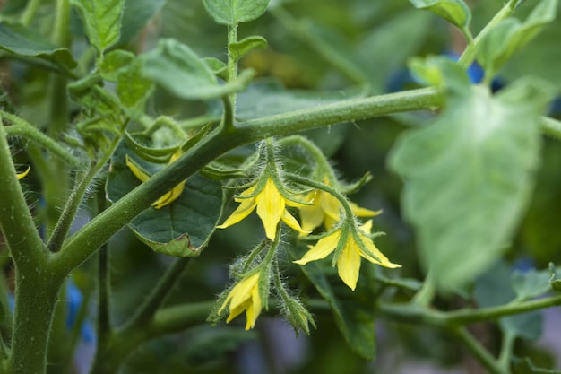 Tomate blühende Pflanze gelbe Blumen Reichlich blühende Landwirtschaft