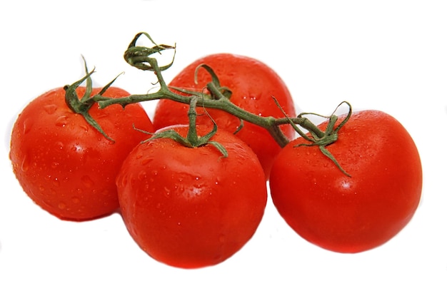 Tomate brilhante