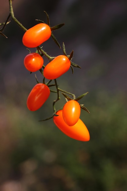 tomate cereja amarelo nas condições naturais do jardim