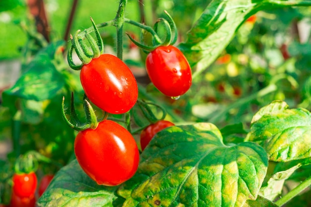 Tomate cereja em forma de ameixa em um arbusto de tomate