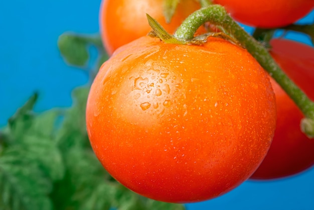 Tomate cereja isolado sobre fundo azul