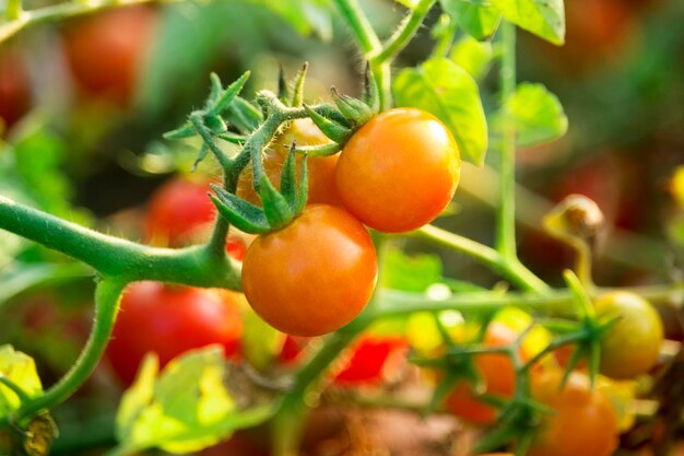 Tomate cereja na fazenda do jardim