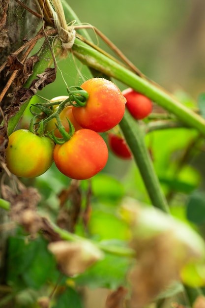 Tomate Cereja, Tomate Cereja Orgânico