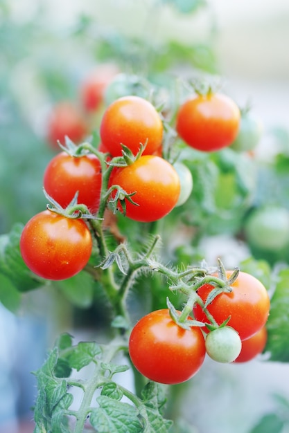 Tomate cereja vermelho orgânico pequeno em um galho