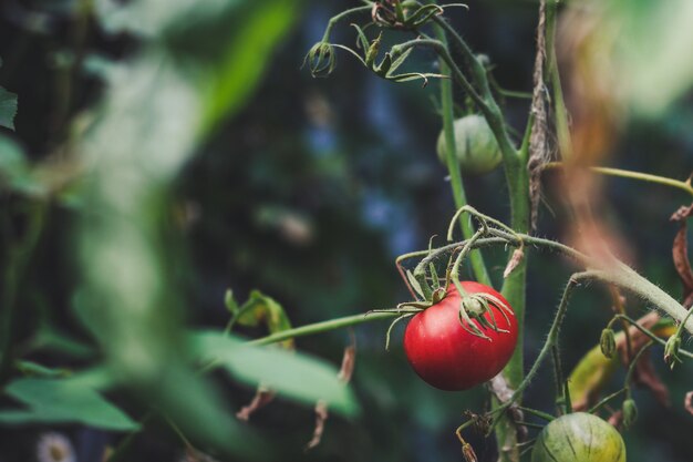 tomate cosecha fresca, vegetales maduros