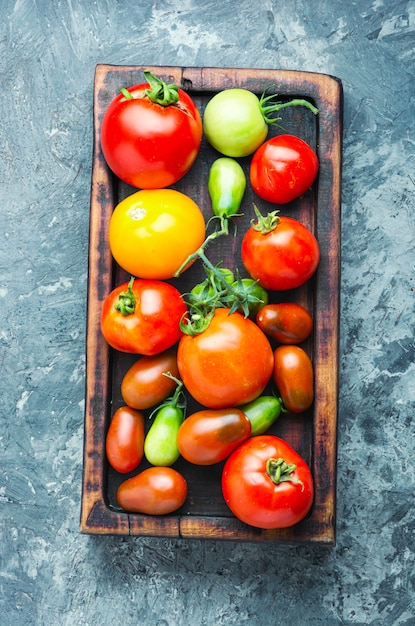 Tomate de cosecha de verano