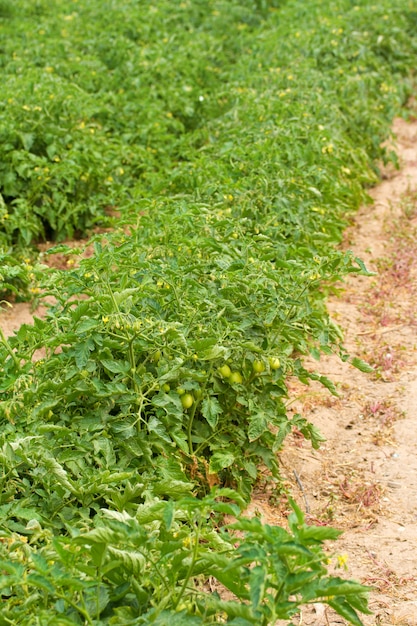 Foto tomate crescente no chão em campo