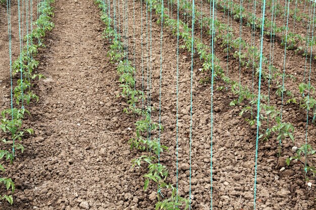 Tomate cultivando en casa verde