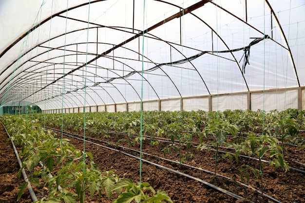 Tomate cultivando en invernadero