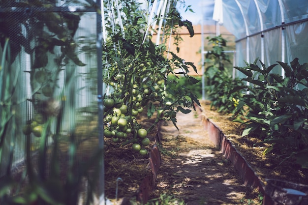 tomate. Cultivar un tomate en un invernadero