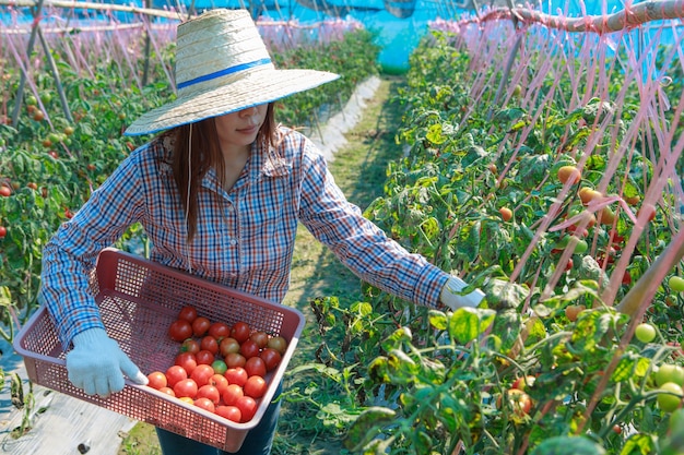 Tomate da colheita do fazendeiro da rapariga. conceito de agricultura e produção de alimentos.