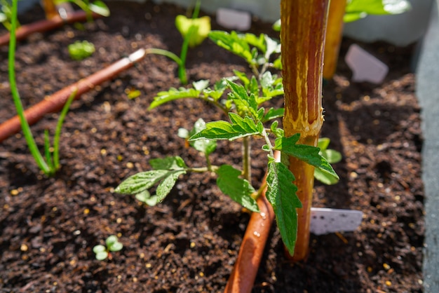 Tomate de mudas em um pomar