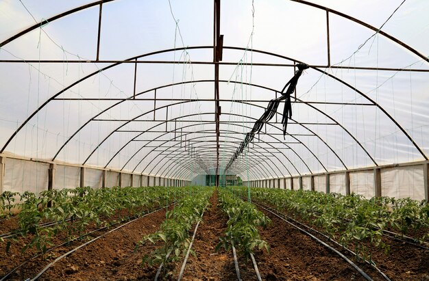 Tomate, die im grünen Haus kultiviert