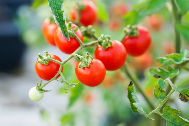 Foto tomate do corinto vermelho na horta.