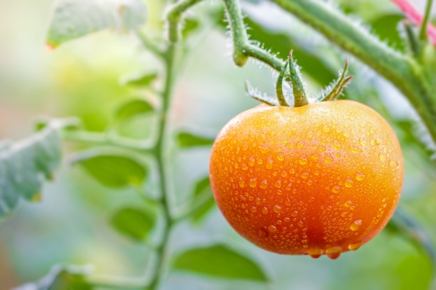 Tomate e gotas grandes da água em explorações agrícolas orgânicas com luz solar da manhã.