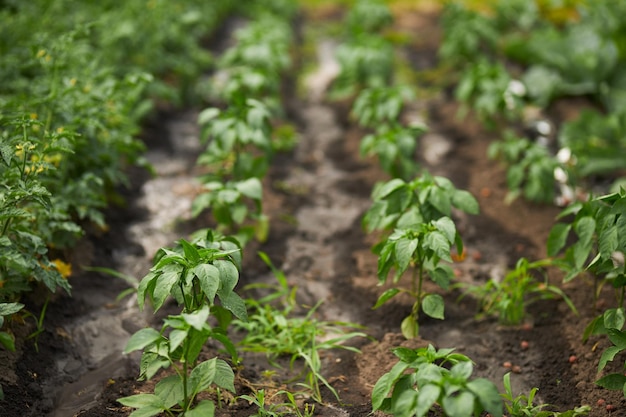 Tomate e pimentão verde no jardim Agricultura Canteiros de jardim Jardinagem