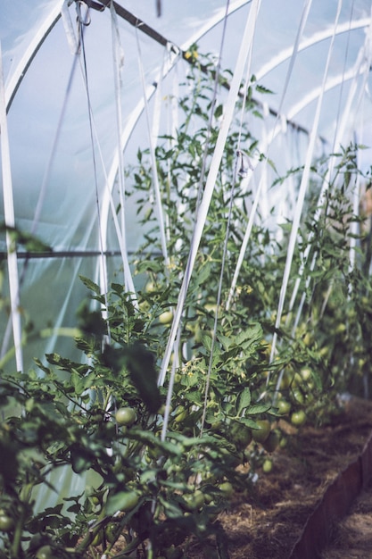 Tomate. Eine Tomate im Gewächshaus anbauen