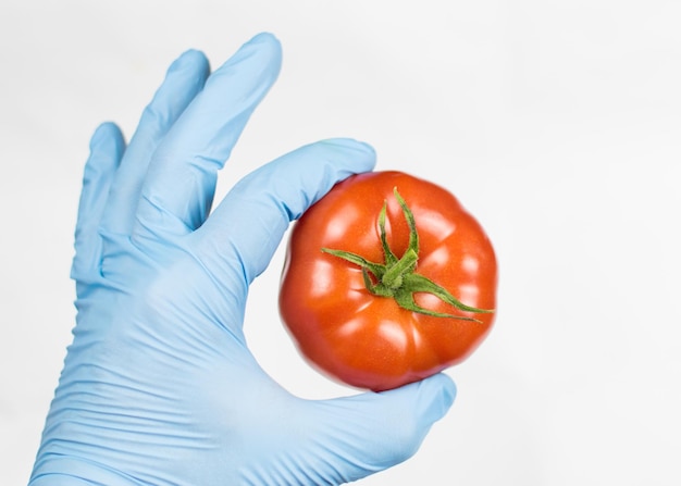 Tomate em uma mão em uma luva de borracha em um fundo branco O conceito de compatibilidade ecológica de OGM em vegetais