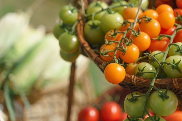 Tomate fresco com ramo