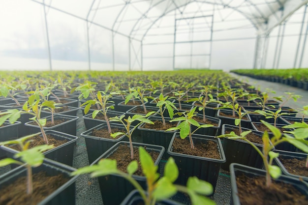 Tomate Germinado. Plántulas De Tomate En Maceta De Hojas Verdes.