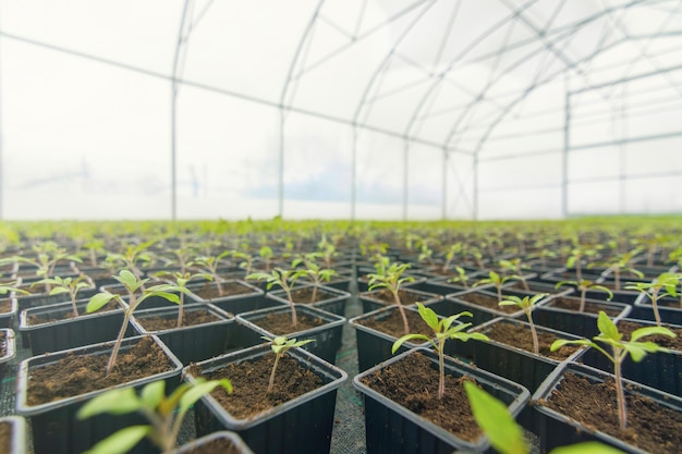 Tomate germinado. Plántulas de tomate en macetas con hojas verdes.