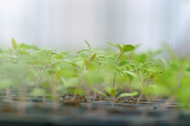 Tomate germinado. Plántulas de tomate en macetas con hojas verdes.