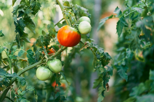 Tomate grande e maduro crescendo em um galho verde