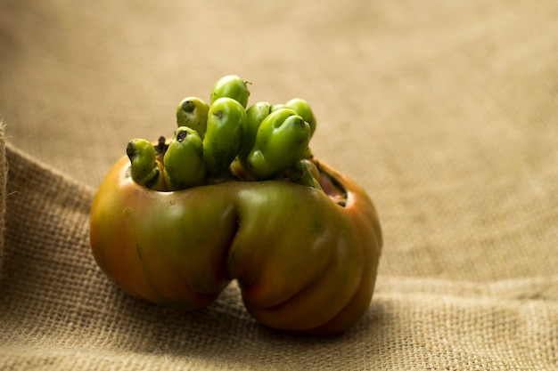 Tomate hecho en casa que miente en el despido.