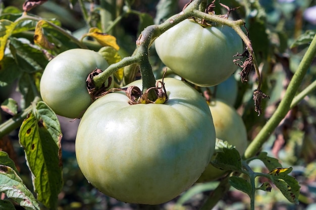 Tomate inmaduro en un primer plano de la rama. El concepto de agricultura, ganadería y cosecha. Comida vegetariana