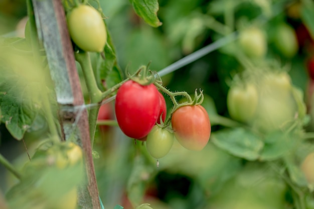 Tomate maduro crescendo em um jardim delicioso verde amarelo vermelho tomate