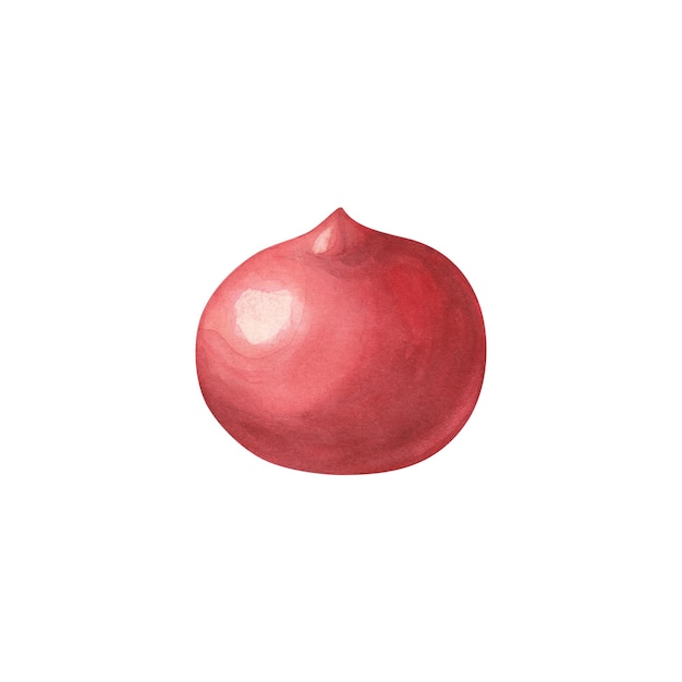 Tomate maduro Ilustração em aquarela vegetais frescos para cozinhar Isolado em fundo branco Arte para design