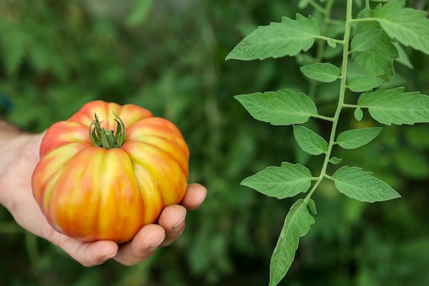 tomate maduro en la mano de un agricultor, de agricultura orgánica y sostenible