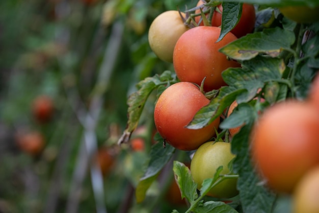 Tomate maduro o inmaduro en un árbol de tomate en un campo