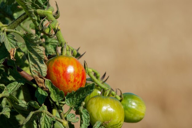 tomate maduro en un primer plano de día soleado