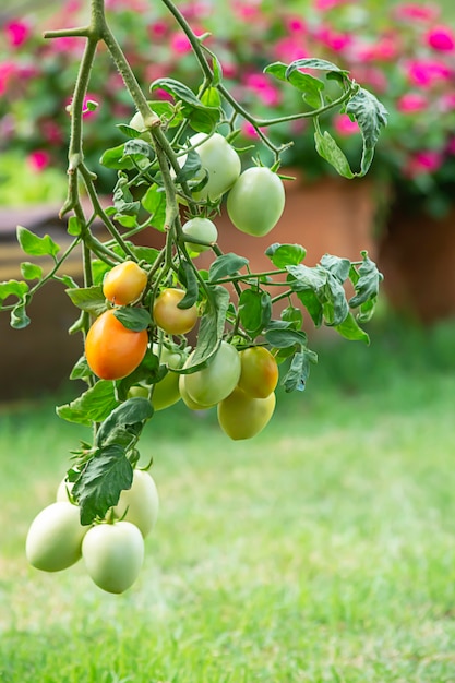 Tomate, muitos na árvore no jardim.