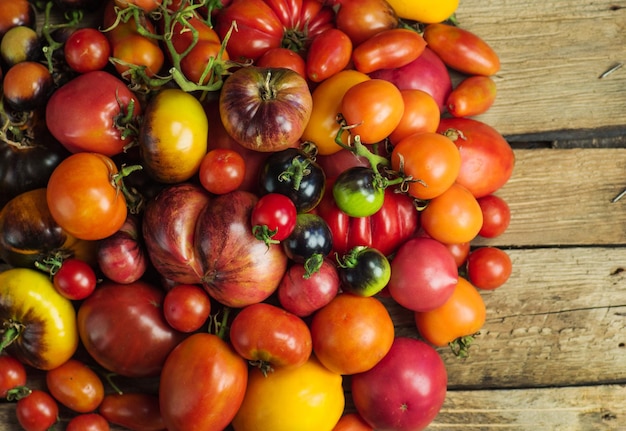 Tomate na madeira velha Tomates frescos grandes e pequenos em fundo escuro de madeira