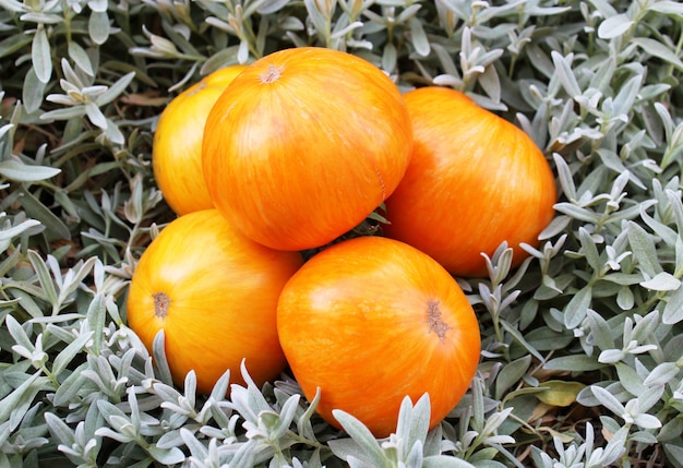 Tomate naranja sobre la hierba