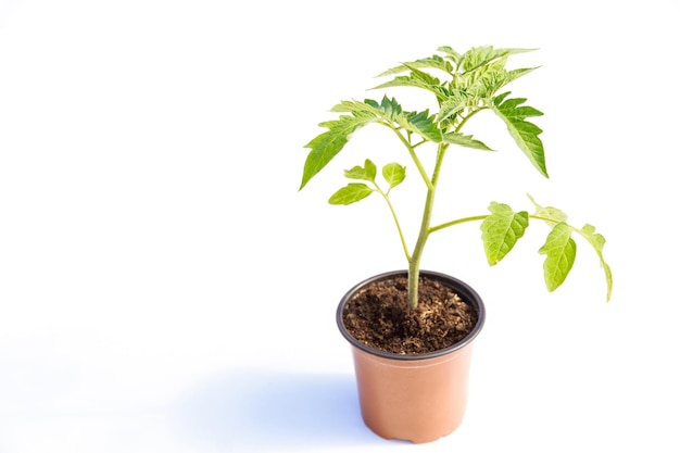 Tomate en una olla de plástico aislado sobre un fondo blanco. Cultivo de plántulas de tomate.