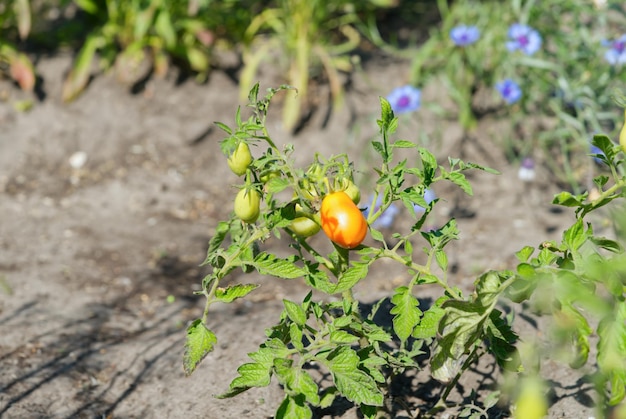 Tomate Orgânico Gold Nugget Plantas de Tomate Sungold