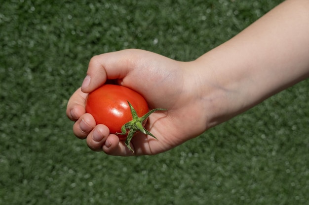 Tomate pequeño y fresco en mano de niño