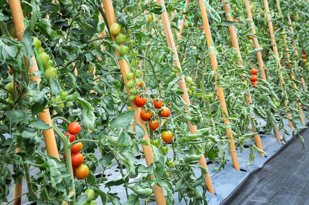 Tomate plantado en el campo.