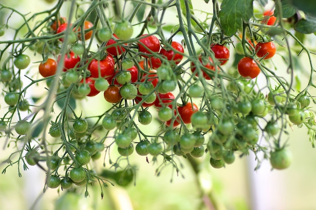 Tomate en rama