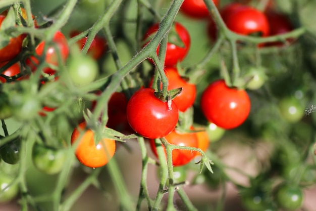 Tomate en rama