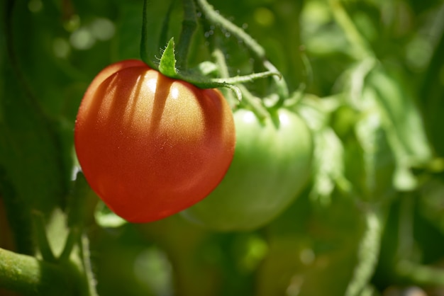 Tomate rojo en campo de huerto de tomates