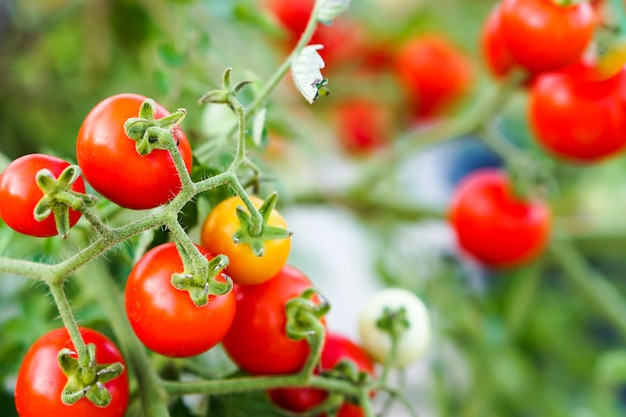 Tomate rojo de la grosella en el huerto.