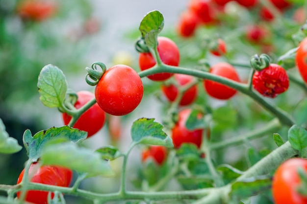 Tomate rojo de la grosella en el huerto.