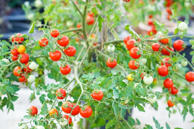 Tomate rojo de la grosella en el huerto.