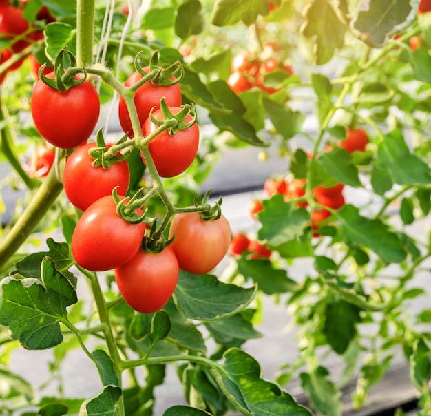 Tomate rojo inmaduro que crece en la vid