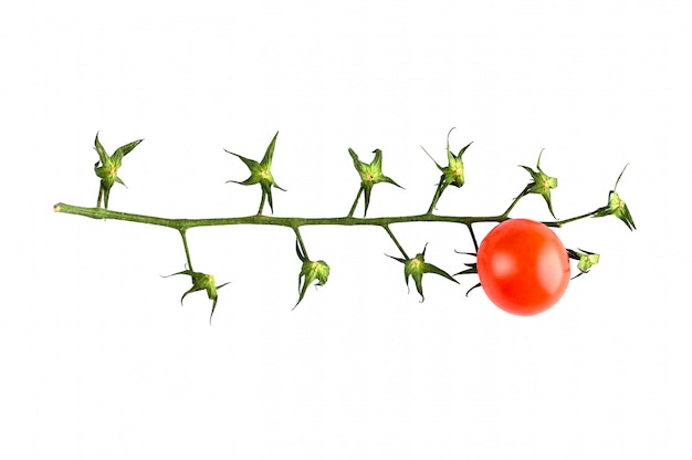 Tomate solitário em um galho